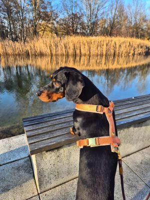 Jagdhund in Hundegeschirr Tänzer, Größe L