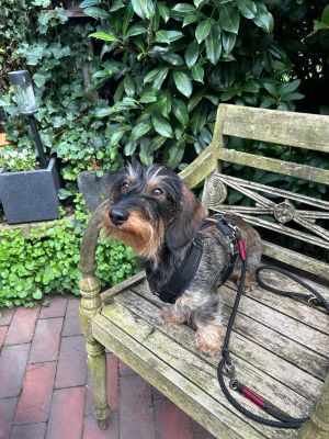 Dackel Erna in Hundegeschirr Softie Schwarz, Größe XS mit Tauleine Black Mamba Burgunder