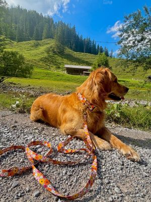  Golden Retriever Niah in Blumenmeer Halsband XL und Leine 