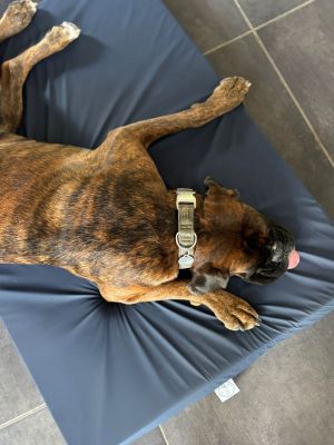 Boxer Aston Hundematte Ortho Safe 