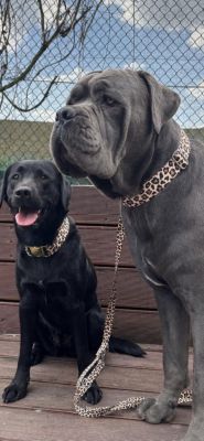 Labrador Skye und Cane Corso Apollo in Designer LEO