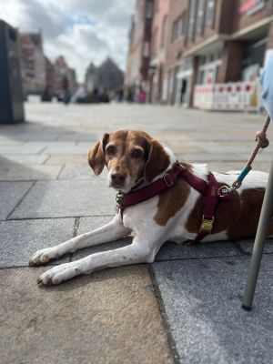 Enya mit Hundegeschirr Softie Burgunder Größe L
