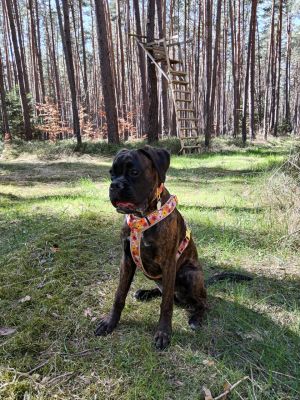 Boxer Emma Hundegeschirr Blumenmeer, Größe L