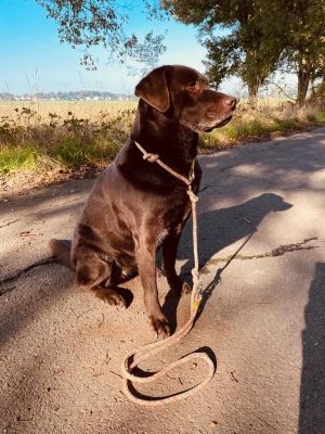 Labrador Betty mit Retrieverleine Easy Summer ALTROSA  