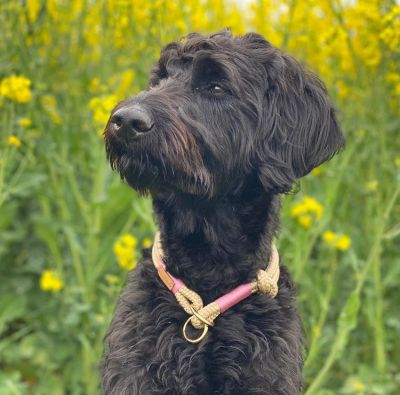 Labradoodle Lola in Tauhalsband Beige