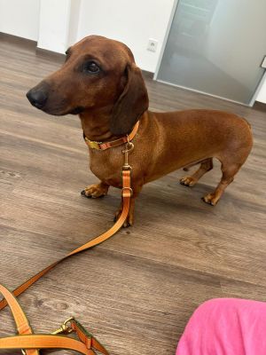 Dackel Gustl in Designerhalsband Wellenbrecher, Größe M