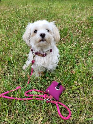  Havaneser Willy Halsband Softie Burgunder Leine Viva Magenta Burgunder 