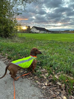 Dackel Gustl in Warnweste neongelb Groesse L 