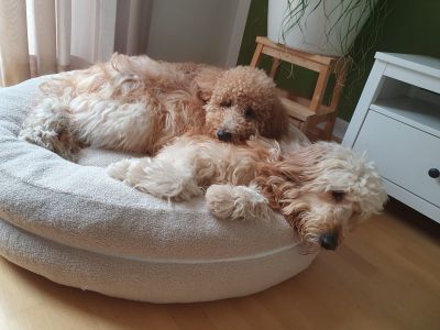 Kalle und Emil in Bagel Teddy Sand L