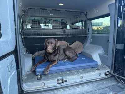  Labrador Filou auf Hundematte Ortho SAFE im Auto