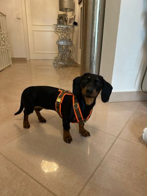  Zwerdackel Rosie Geschirr Orange-Oliv, Größe XS