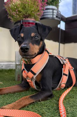 Zwergpinscher Leo (Gewicht 6,5 Kilo) in Hundegeschirr Tänzer, Größe S