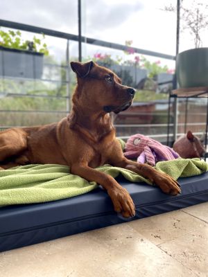 Nico auf Hundematte Ortho SAFE, Größe M