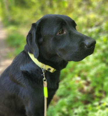 Labrador Juri in Designergeschirr SUNNY mit eine Wood_Owl Neongelb
