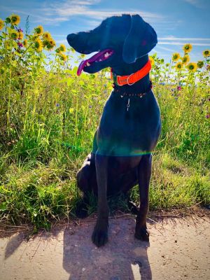 Weimaraner Marley in Halsband Softi Orang mit Markenband