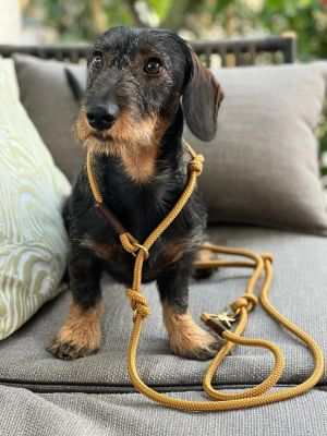 Dackel Gustav mit Retrieverleine Sweet Toffee DUNKELBRAUN (Softtau 10mm) 