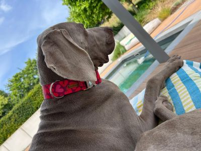  Weimaraner Udo in Designerhalsband Herzklopfen, Größe XL