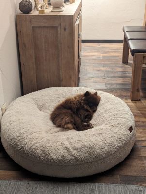 Pomeranian Fendi Bagelbettchen Wollweiss 