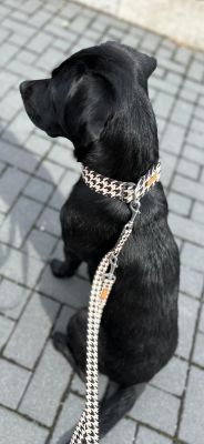 Labrador Skye in Designerhalsband Stadtgeflüster, Größe XL
