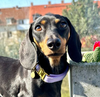 Kaninchendackel Polly in Halsband Softie Lavendel, Größe XS