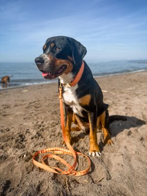 GSS Rosi mit Designer-Set Tänzer