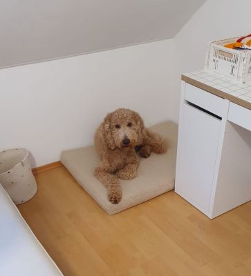 Königspudel Hundematte Ortho SAFE mit Schmusebzug Teddy SAND