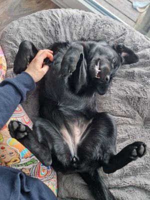 Labrador Skye BagelbettchenGrau L