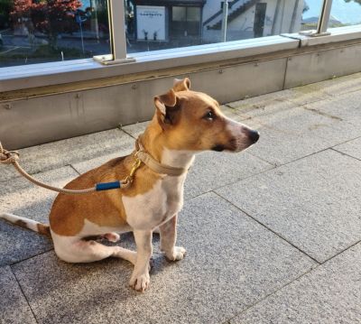 Lambo Terrier Halsband Softie Beige, Größe M