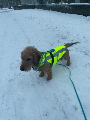  Dackel Goede 10kg Warnweste Neongelb Gr.M 