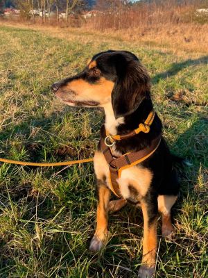 Elli in Hundegeschirr Softie Karamell Grösse L