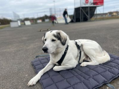 Lio Reisedecke POCKET Grau