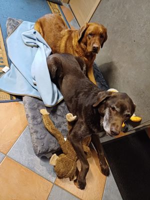  Labradore Conner und Ilay auf Hundematte Ortho SAFE Groesse L Bezug Grau  