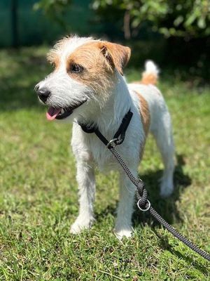 Jack Russel Terrier Archie  mit Retrieverleine Black Mamba Schwarz  