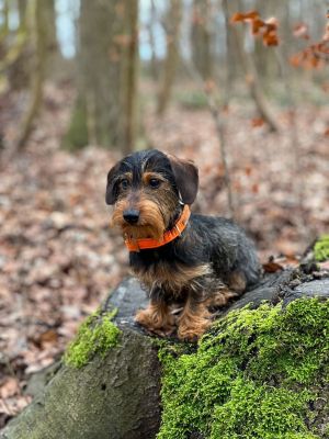 Dackel Frieda in Halsband Softie Orange Größe S