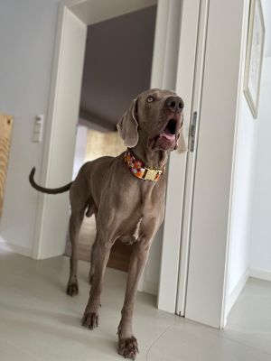 Weimaraner Udo im Blumenmeer XL