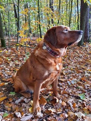 Labrador Milo in Designerhalsband Flaneur, Größe XL