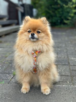 Zwergspitz Nero (Gewicht 3,5 Kilo) in Hundegeschirr Blumenmeer Größe XS