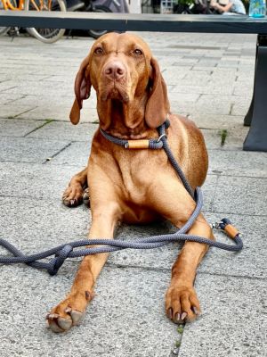 Retrieverleine Vizsla hevaens rock ROSTORANGE 