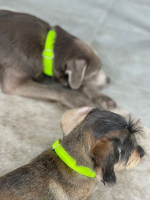 Labrador Mayla Halsband Softie Neongelb, Größe XL und Dackel Enzo Größe M