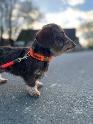 Zwergdackel Ivy in Halsband Softie Orange mit Tauleine Olive Grove Neonorange