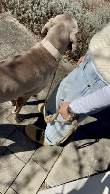 Weimaraner Udo in Halsband Softie Beige, Größe XL