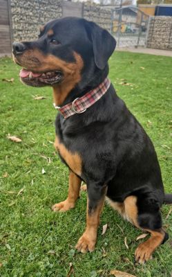 Rottweiler in Designerhalsband Flaneur, Größe XL