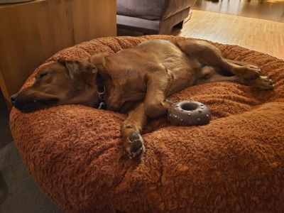 Labrador Milo Bagelbettchen L Zimt 