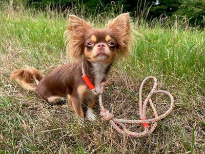 Chihuahua Cinna in Retrieverleine Easy Summer NEONORANGE (Softtau 8mm) 