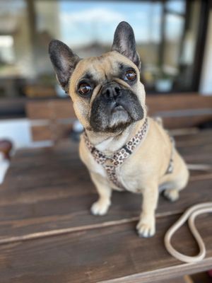  Frenchie Lilli in Geschirr LEO, Groesse S  
