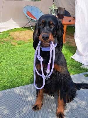 Holly in Halsband Softie Lavendel Größe L, mit Tauleine Very Peri Lavendel