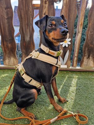 Zwergpinscher Leo Hundegeschirr Beige, Halsband Softie Beige Fettlederleine SPORTY