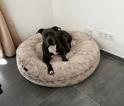American Bulldoge-Mix Gracy im Bagel Fell Beige