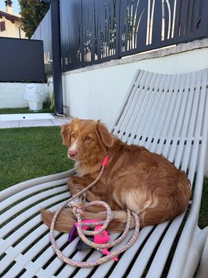 Ginger mit Tauleine Easy Summer NEONPINK, Halsband Softie Neonpink, Größe L