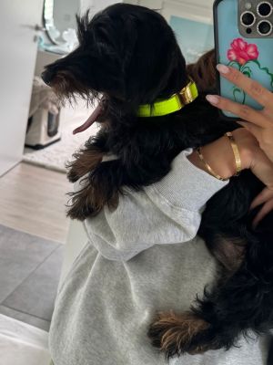 Zwergdackel Spencer mit Softie XS Neongelb